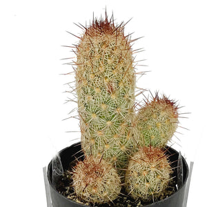 Cactus, 2.5in, Mammillaria Elongata 'Julio'