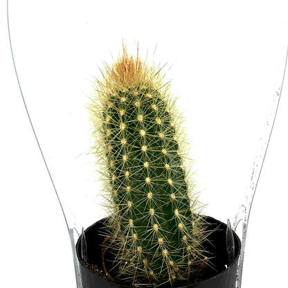Cactus, 2.5in, Austrocephalocereus estevesii