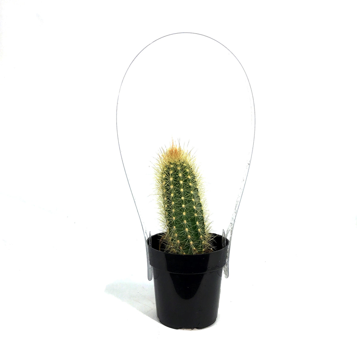 Cactus, 2.5in, Austrocephalocereus estevesii