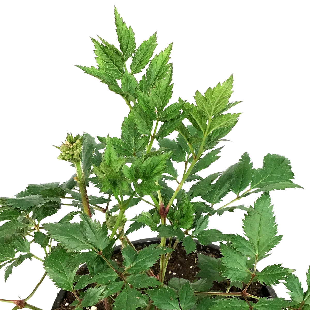 Astilbe, 1 gal, Vision Inferno