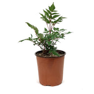 Astilbe, 1 gal, Montgomery