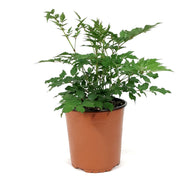 Astilbe, 1 gal, Rheinland
