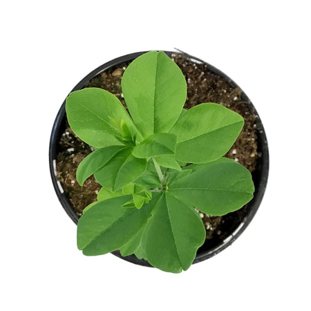 Baptisia, 1 gal, Australis