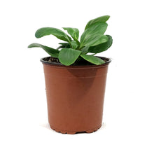 Load image into Gallery viewer, Bergenia, 1 gal, Bressingham White

