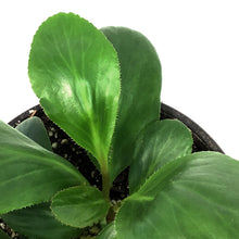 Load image into Gallery viewer, Bergenia, 1 gal, Bressingham White
