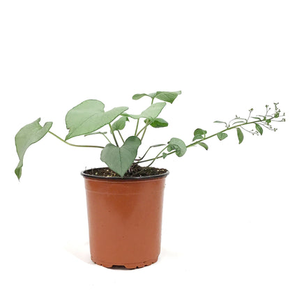 Brunnera, 1 gal, Looking Glass