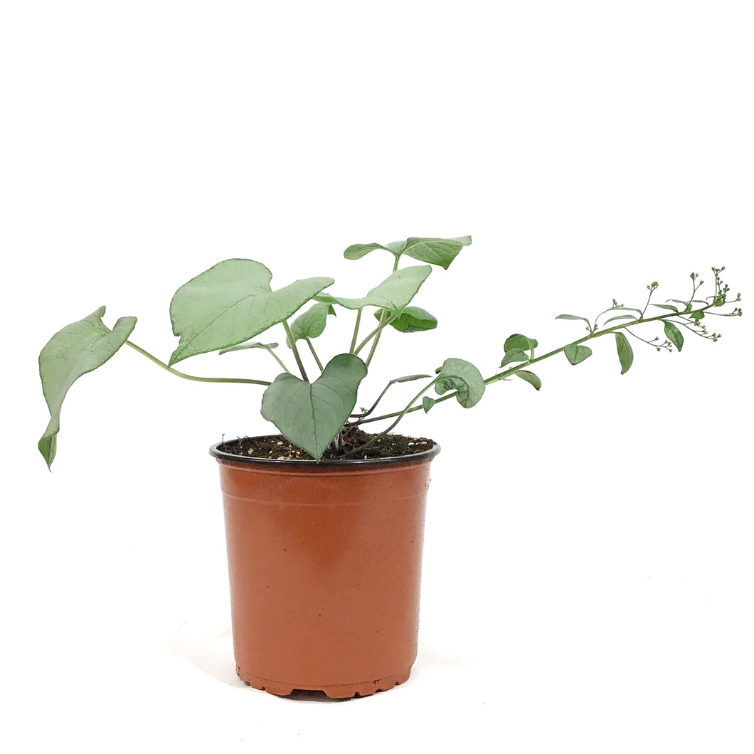 Brunnera, 1 gal, Looking Glass