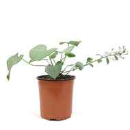 Brunnera, 1 gal, Looking Glass