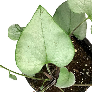Brunnera, 1 gal, Looking Glass