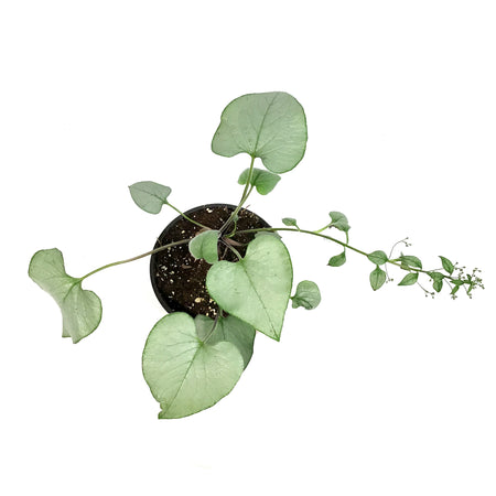 Brunnera, 1 gal, Looking Glass