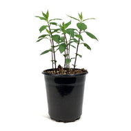 Chelone, 1 gal, Lyonii Tiny Tortuga