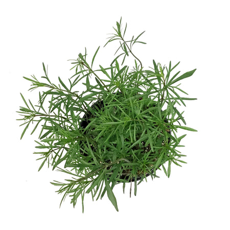 Coreopsis, 1 gal, Verticillata Moonbeam