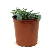 Load image into Gallery viewer, Dicentra, 1 gal, Ivory Hearts Bleeding Hearts
