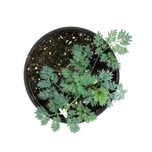 Load image into Gallery viewer, Dicentra, 1 gal, Ivory Hearts Bleeding Hearts
