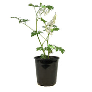 Dicentra, 1 gal, White Bleeding Hearts