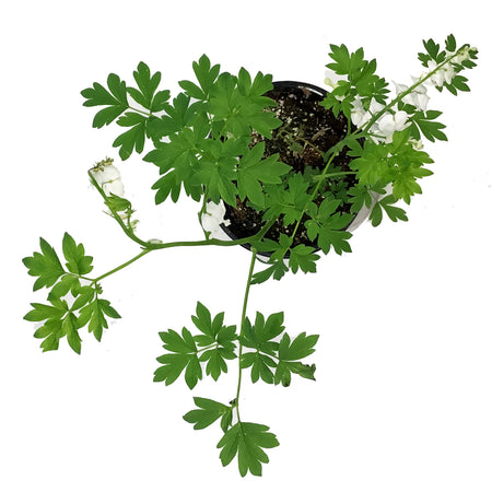 Dicentra, 1 gal, White Bleeding Hearts