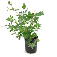 Dicentra, 1 gal, Cupid Bleeding Hearts