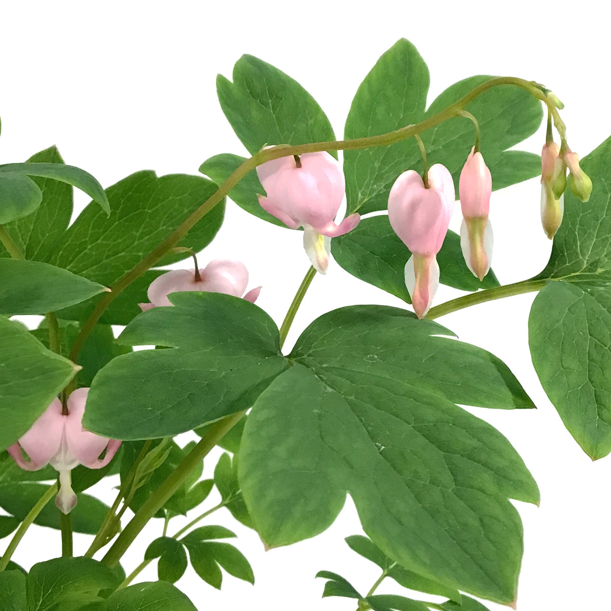 Dicentra, 1 gal, Cupid Bleeding Hearts