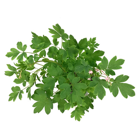 Dicentra, 1 gal, Cupid Bleeding Hearts
