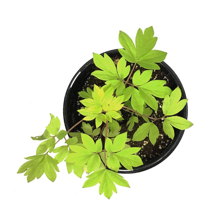 Dicentra, 1 gal, Gold Heart Bleeding Hearts