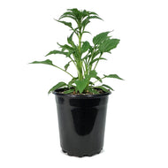 Echinacea, 1 gal, Powwow White
