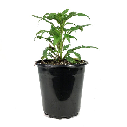 Echinacea, 1 gal, Powwow Wildberry