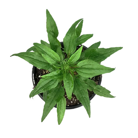 Echinacea, 1 gal, Powwow Wildberry