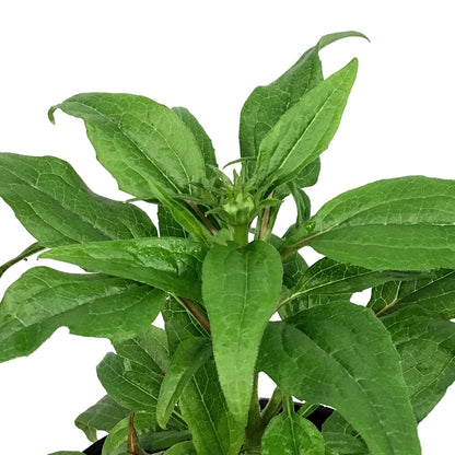 Echinacea, 1 gal, Powwow Wildberry