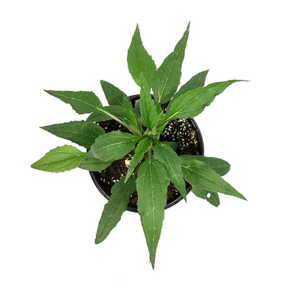 Echinacea, 1 gal, Prairie Splendour Rose Compact