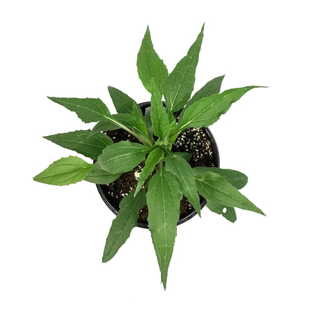 Echinacea, 1 gal, Prairie Splendour Rose Compact