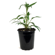 Echinacea, 1 gal, Prairie Splendour Rose Compact