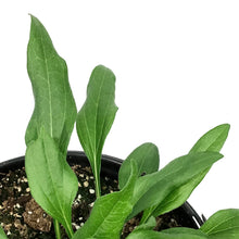 Load image into Gallery viewer, Echinacea, 1 gal, Sunny Days Lemon

