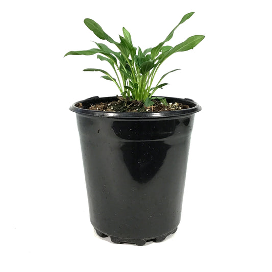 Echinacea, 1 gal, Sunny Days Lemon