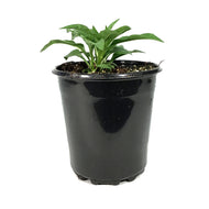Echinacea, 1 gal, Sunseeker, Salmon