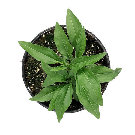 Echinacea, 1 gal, Sunseeker, Salmon