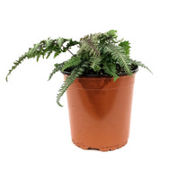 Fern Japanese, 1 gal, Niponicum Regal Red