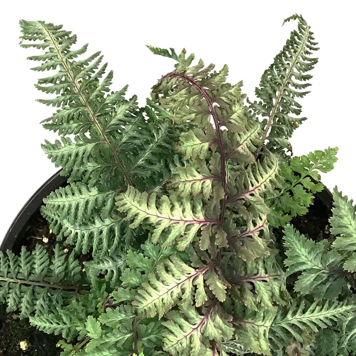 Fern Japanese, 1 gal, Niponicum Regal Red