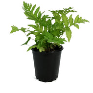 Fern Sensitive, 1 gal, Onoclea Sensibilis
