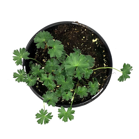 Geranium, 1 gal, Cinereum Ballerina