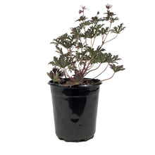 Load image into Gallery viewer, Geranium, 1 gal, Midnight Ghost
