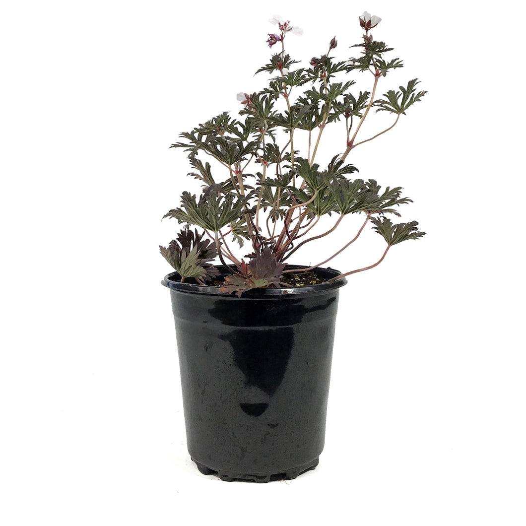 Geranium, 1 gal, Midnight Ghost