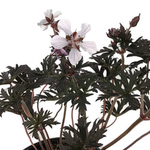 Load image into Gallery viewer, Geranium, 1 gal, Midnight Ghost

