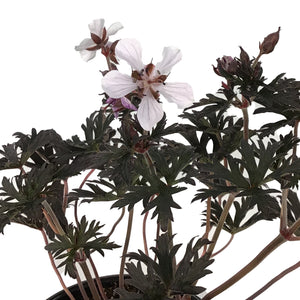 Geranium, 1 gal, Midnight Ghost