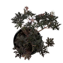Load image into Gallery viewer, Geranium, 1 gal, Midnight Ghost
