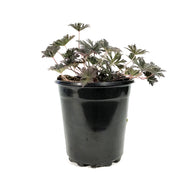 Geranium, 1 gal, Sanguineum Max Frei