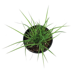 Grass, 1 gal, Andropogon Black Hawk