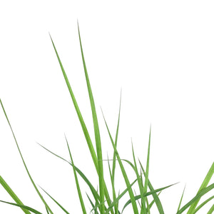 Grass, 1 gal, Andropogon Black Hawk