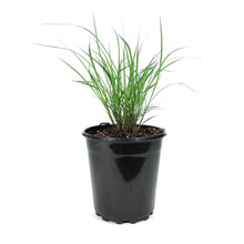 Load image into Gallery viewer, Grass, 1 gal, Andropogon Black Hawk
