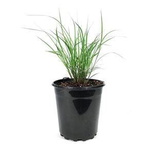 Grass, 1 gal, Andropogon Black Hawk