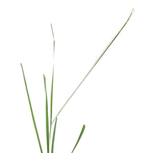 Load image into Gallery viewer, Grass, 1 gal, Calamagrostis Overdam
